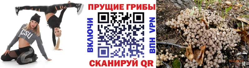 Псилоцибиновые грибы MAGIC MUSHROOMS  Купить  Буй 
